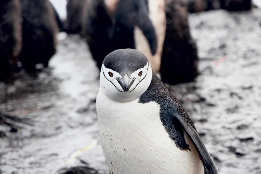 Penguin looking directly into camera with a group of penguins in the arctic background (Unsplash)